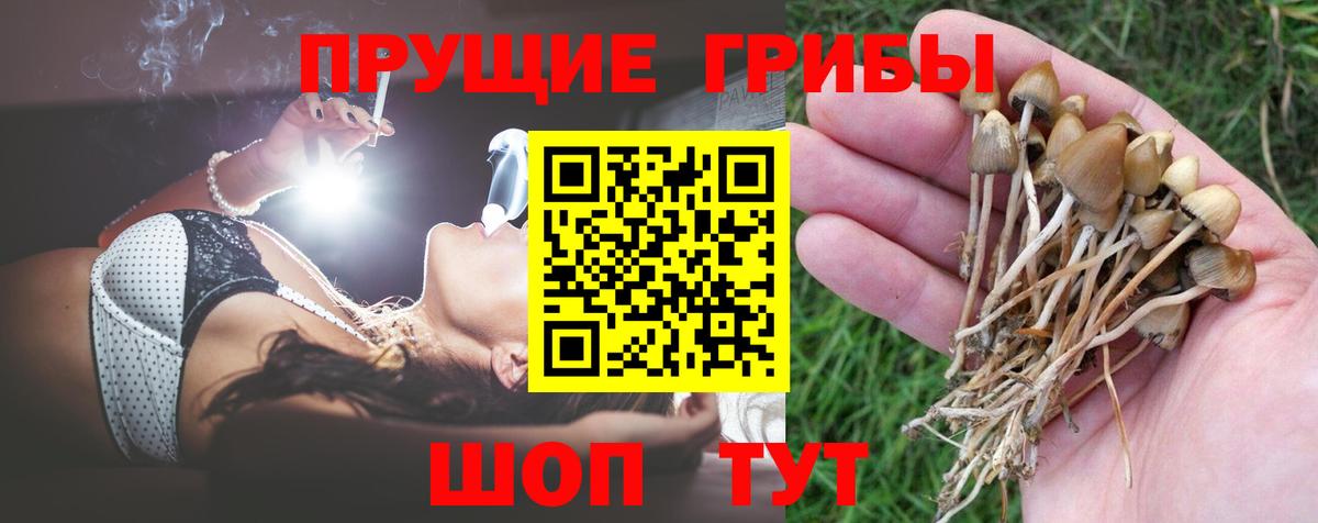 Галлюциногенные грибы Psilocybine cubensis  Вход с VPN  Псилоцибиновые грибы Cubensis  Амурск 